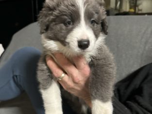 Border Collie – Cobaki