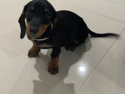 Dachshund – Greenbank