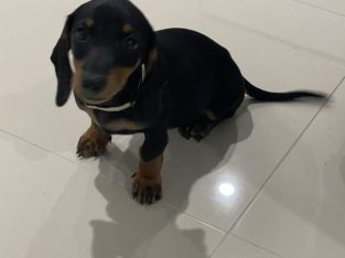 Dachshund – Greenbank