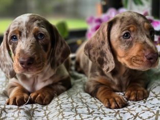 Miniature Dachshund – Claremont
