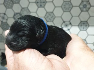 Belgian Shepherd Dog – Toowoomba