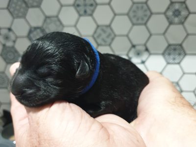 Belgian Shepherd Dog – Toowoomba