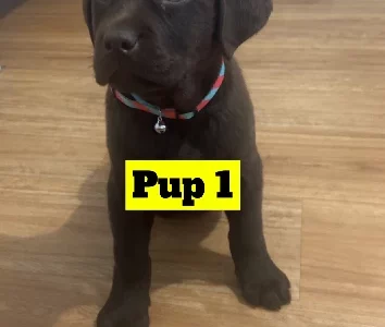 Labrador Retriever – Pennington