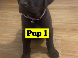Labrador Retriever – Pennington