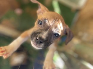 Small Dogs – Mount Druitt