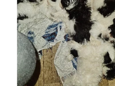 Maltese Shih Tzu – Brisbane