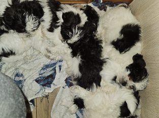 Maltese Shih Tzu – Brisbane