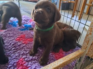 Labrador Retriever – Willunga Hill