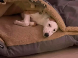 Dogs – Blind Bight