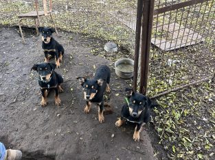 Australian Kelpie – Lockhart
