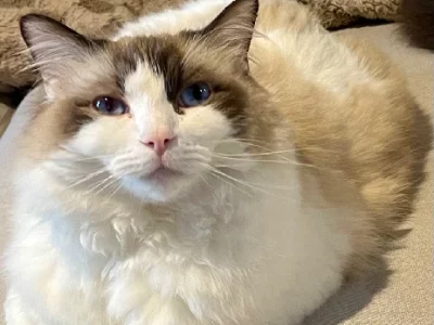 Ragdoll – Melbourne