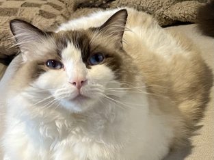 Ragdoll – Melbourne