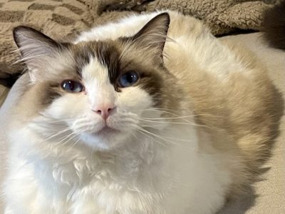 Ragdoll – Melbourne