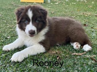 Border Collie – Sawtell