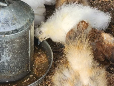 Other Birds – Mount Tarampa