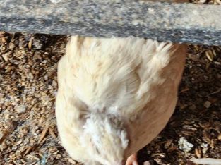 Other Birds – Mount Tarampa