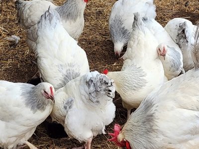 Other Birds – Mount Tarampa