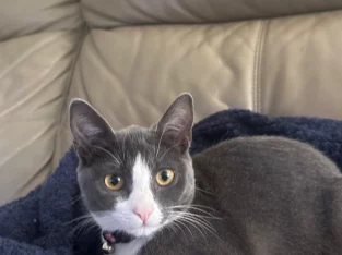 Munchkin – Penrith