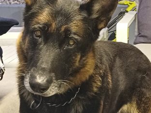 German Shepherd – Woodpark