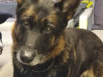 German Shepherd – Woodpark