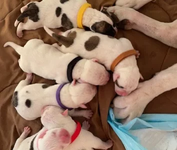 3 girls 5 boys American Bulldog