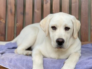Labrador Retriever – Lidsdale
