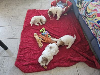 Cavoodle – Narelle