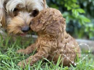 Cavoodle – Gregory Hills