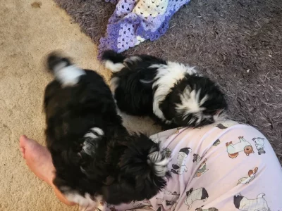 Shih Tzu – Forster