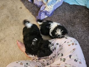 Shih Tzu – Forster