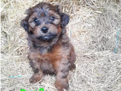 Shmoodle – Childers