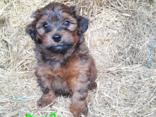 Shmoodle – Childers