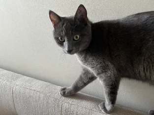 9mth Kitten Needs an Urgent Home