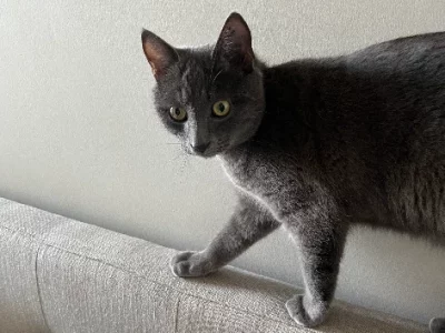 9mth Kitten Needs an Urgent Home