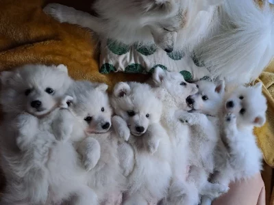 Adorable Japanese Spitz Pups Purebred
