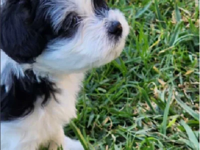 Adorable Shmoodle Puppies