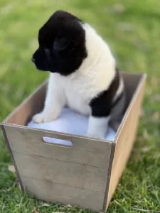 Akita – Herne Hill