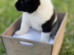 Akita – Herne Hill