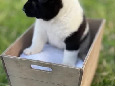 Akita – Herne Hill