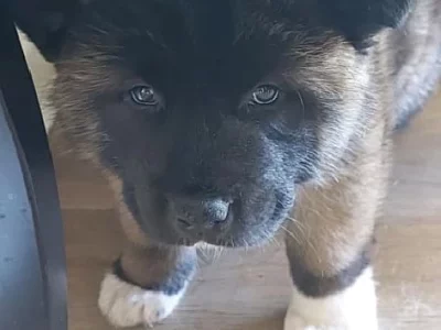 Akita Puppies for Sale