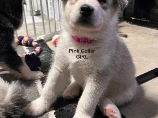 Alaskan Malamute Puppies- Cute 8 Week Young- 5 Boys Remain & 2 Girls*