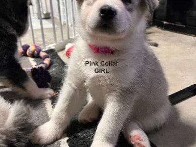 Alaskan Malamute Puppies- Cute 8 Week Young- 5 Boys Remain & 2 Girls*