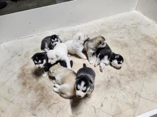 Alaskan malamute x Siberian husky puppies
