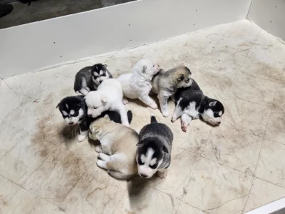 Alaskan malamute x Siberian husky puppies