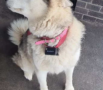 Alaskan malamute x Siberian husky puppies