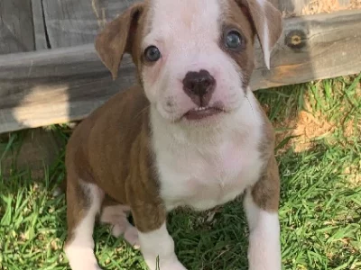 American Bulldog – Corio