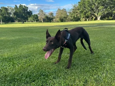 Australian Kelpie – Bundall