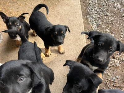 Australian Kelpie – Mullion