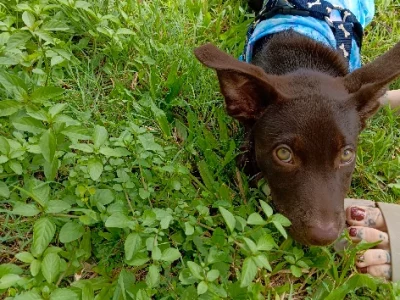Australian Kelpie – Zillmere