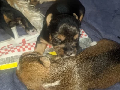 Australian Silky Terrier – Samson